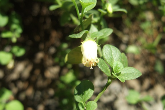 Salpichroa origanifolia - muguet des pampas Dscf6762