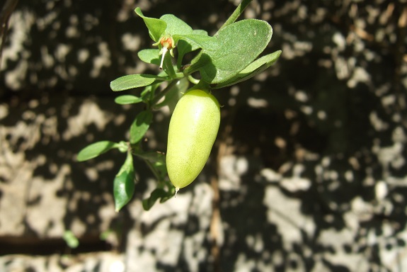 Salpichroa origanifolia - muguet des pampas Dscf6763