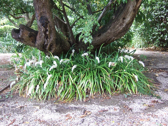 Ophiopogon jaburan  Dscf6933