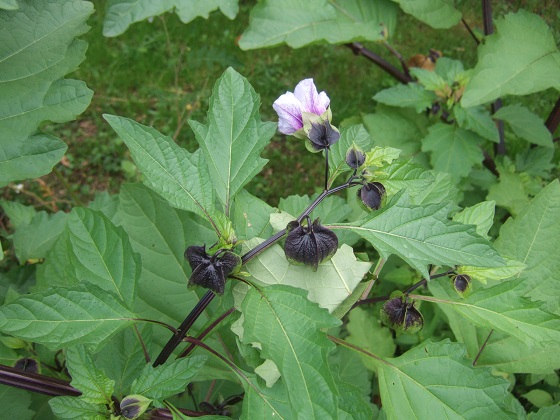 Nicandra physalodes Dscf6994