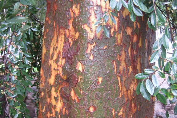 identification arbre romain Dscf7036