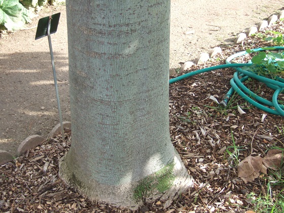 Firmiana simplex - firmiana à feuilles de platane Dscf7073