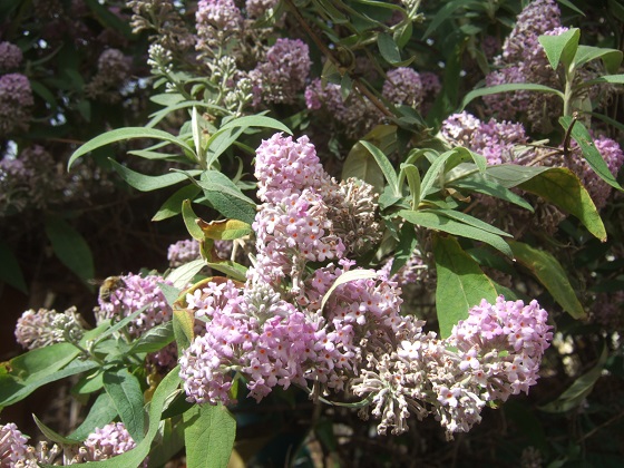 Buddleja officinalis - Page 2 Dscf7088