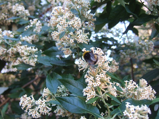 Buddleja auriculata - Page 2 Dscf7181