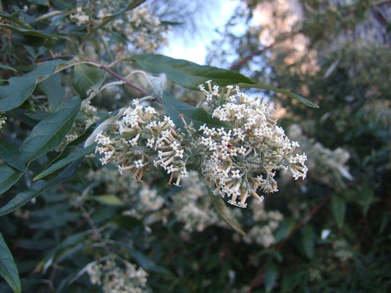 Buddleja auriculata - Page 2 Dscf7183