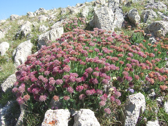 Anthyllis montana - vulnéraire des montagnes, anthyllide des montagnes Dscf7197