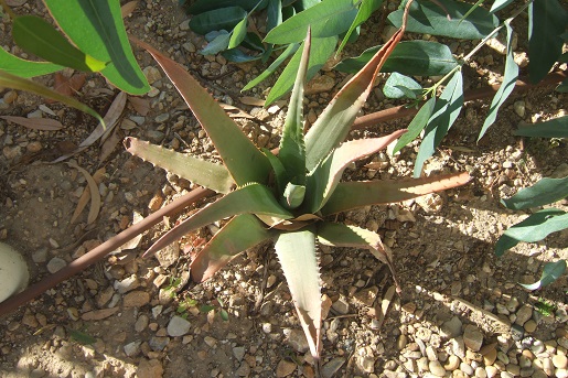 Aloe vera - Page 3 Dscf7317