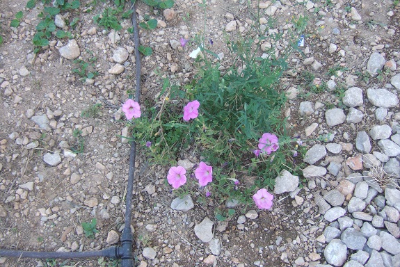 Petunia - les pétunias (hybrides, cultivars...) Dscf7321