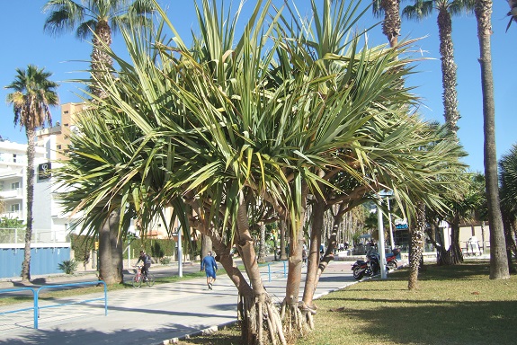 Pandanus utilis - vacoa Dscf7361