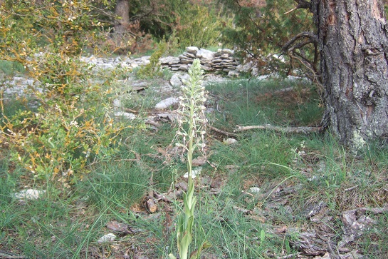 Himantoglossum hircinum - orchis bouc Dscf7513