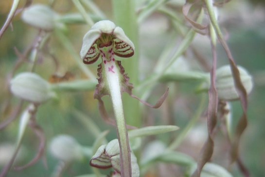 Himantoglossum hircinum - orchis bouc Dscf7514