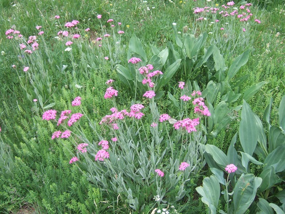 Silene flos-jovis (= Lychnis flos-jovis) - silène fleur de jupiter Dscf7566