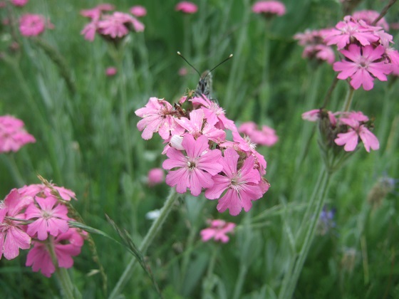 Silene flos-jovis (= Lychnis flos-jovis) - silène fleur de jupiter Dscf7567