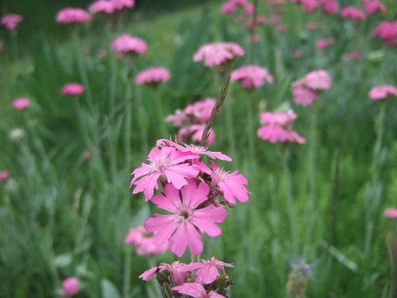 Silene flos-jovis (= Lychnis flos-jovis) - silène fleur de jupiter Dscf7568
