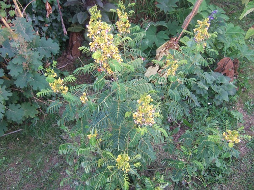 Senna marilandica (= Cassia marilandica) Dscf7570
