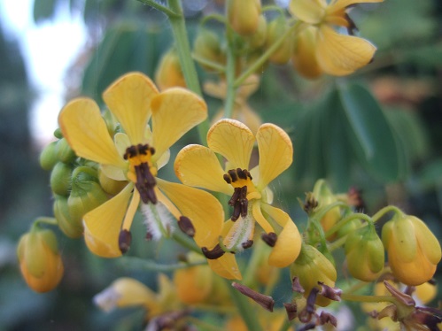 Senna marilandica (= Cassia marilandica) Dscf7573