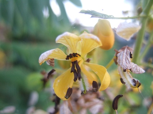 Senna marilandica (= Cassia marilandica) Dscf7574
