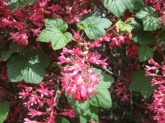 Ribes sanguinea - groseiller à fleur Dscf7577