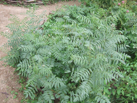 Glycyrrhiza glabra Dscf7650