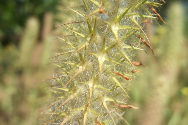 Trifolium angustifolium - trèfle à feuilles étroites Dscf7730