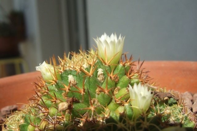 Mammillaria decipiens ssp. camptotricha Dscf7837