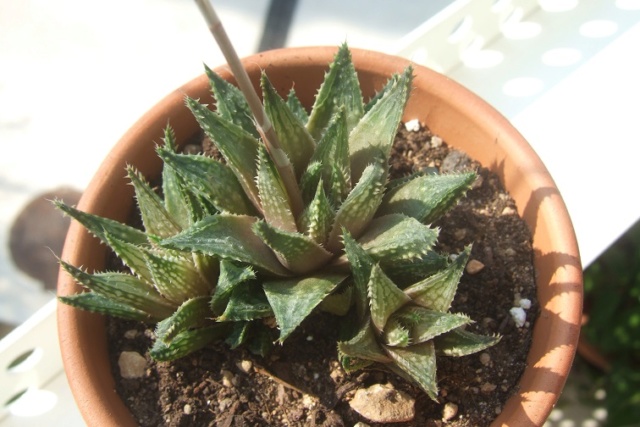 Haworthia notabilis Dscf7928