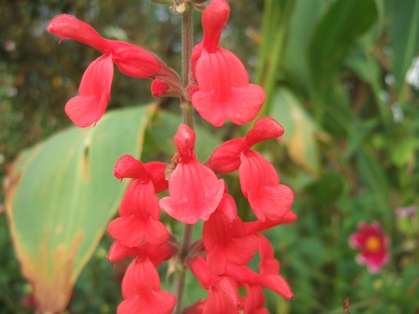 Salvia darcyi Dscf7943