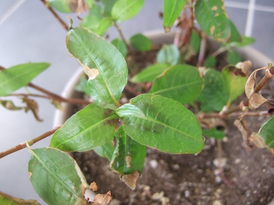 Persicaria odorata - coriandre vietnamienne  Dscf7991