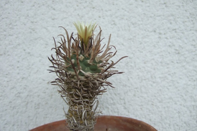 Turbinicarpus schmiedickeanus ssp. flaviflorus Dscf8033