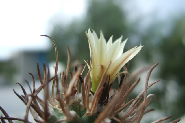 Turbinicarpus schmiedickeanus ssp. flaviflorus Dscf8035