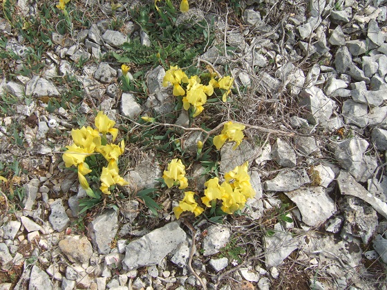 Iris lutescens - iris des garrigues, iris jaunâtre - Page 3 Dscf8072