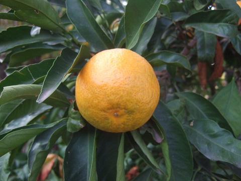 Citrus reticulata subsp. unshiu - mandarinier satsuma - Page 2 Dscf8166