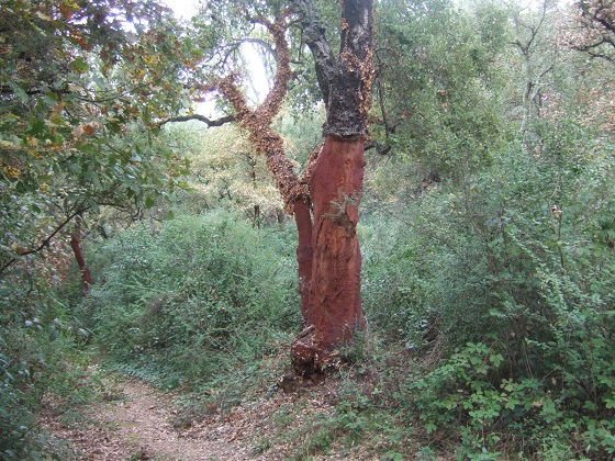 Quercus suber - chêne liège - Page 3 Dscf8177