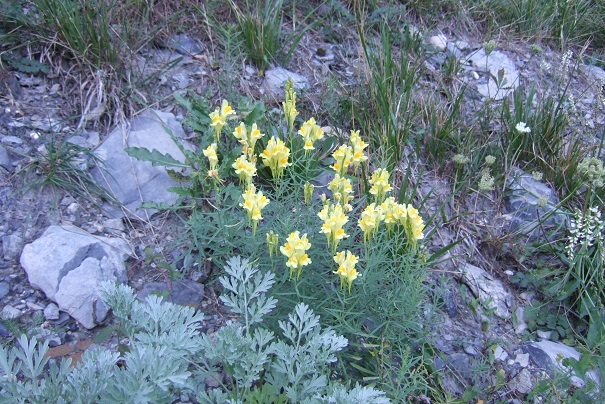Linaria vulgaris - linaire commune Dscf8224