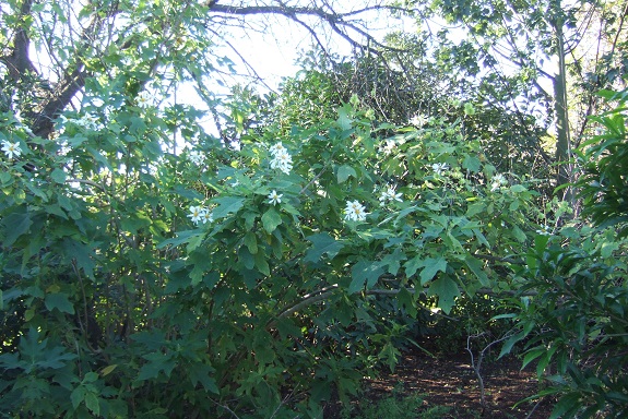 Montanoa hibiscifolia - arbre à marguerites Dscf8245