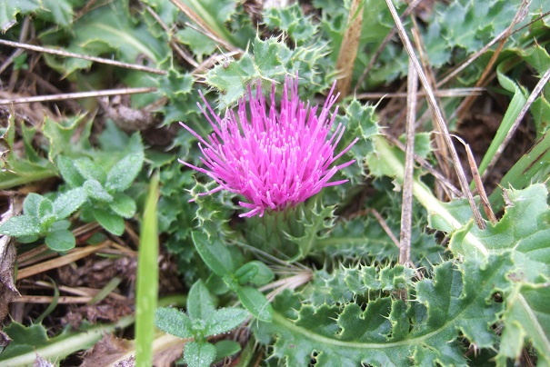 Cirsium acaulon - cirse acaule Dscf8348