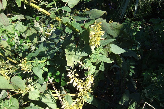 Salvia madrensis - sauge de la Sierra Madre Dscf8359