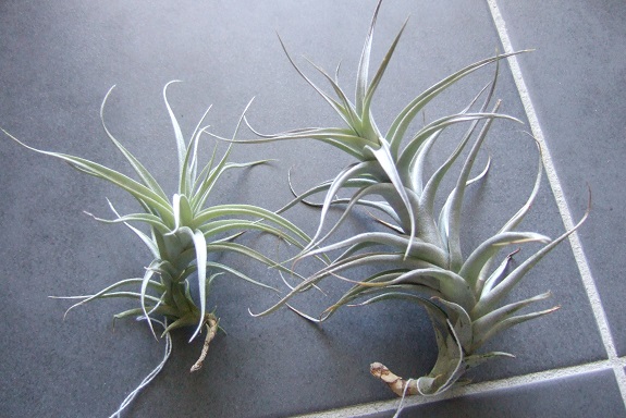 Tillandsia albida Dscf8379