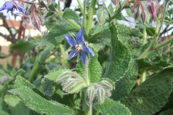 Borago officinalis - bourrache officinale  - Page 3 Dscf8488