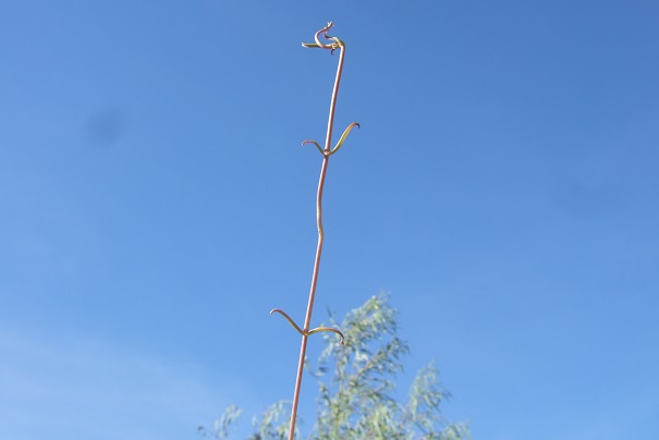 Bryophyllum beauverdii (= Kalanchoe beauverdii) Dscf8640