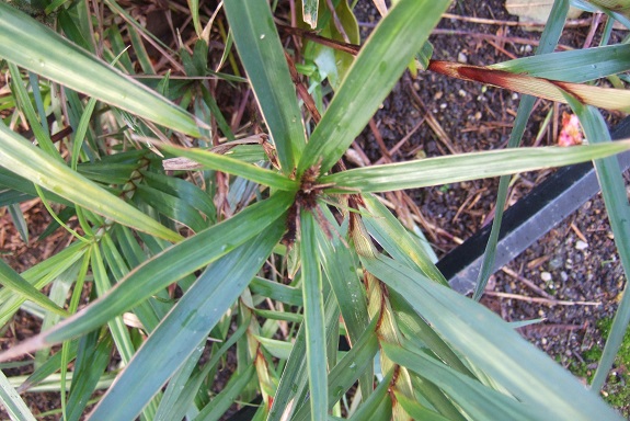 Carex phyllocephala Dscf8695