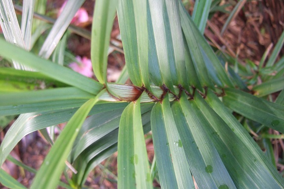 Carex phyllocephala Dscf8696