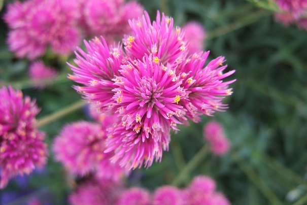 Gomphrena 'Fireworks' Dscf8720