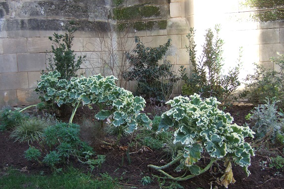 Brassica oleracea var. ramosa - choux Daubenton Dscf8895