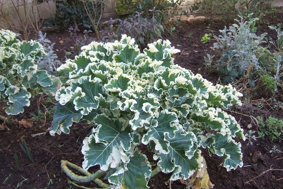 Brassica oleracea var. ramosa - choux Daubenton Dscf8896