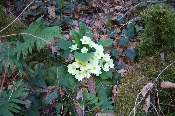 Primula vulgaris - primevère commune, primevère acaule - Page 2 Dscf8958