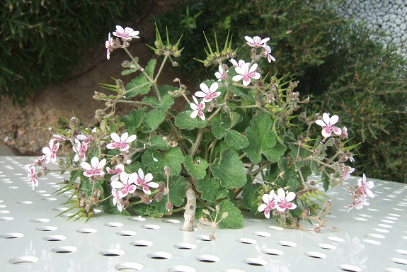 Erodium pelargoniflorum ≠ Erodium trifolium - discussion - Page 2 Dscf8979