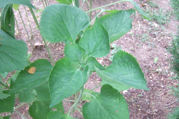 Leonotis ocymifolia Dscf8989