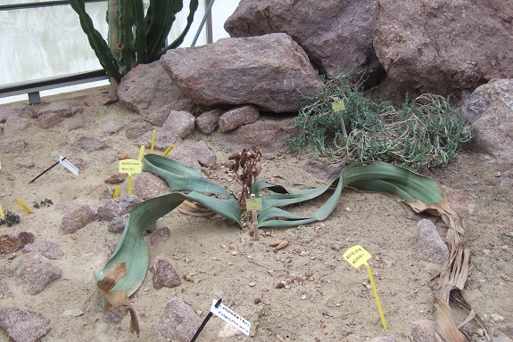 Welwitschia mirabilis Dscf8996