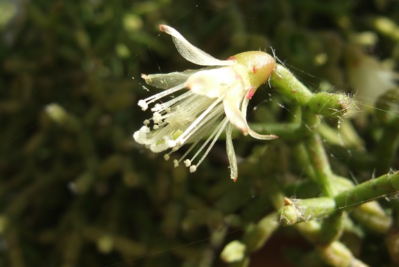 Rhipsalis cereuscula Dscf9086